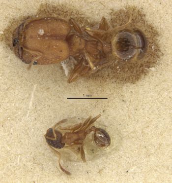 Media type: image;   Entomology 36072 Aspect: habitus dorsal